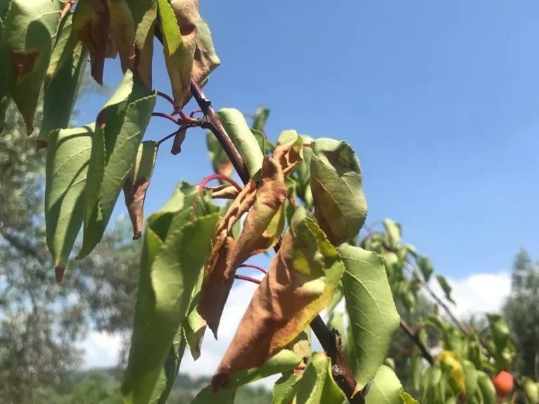 IlceSelcuk's tweet photo. İlçemiz #Çamlık Mahallesindeki çiftçimizin #kayısı ağaçlarında meydana gelen kuruma şikayetine istinaden yapılan incelemede fidan dip kurdunun (#Capnodis spp.) kurumaya neden olduğu tespit edilmiş olup mücadelesi ile ilgili bilgilendirme yapılmıştır. #Tarımda35inİzi @izmirtarim https://t.co/Ur4EOmPZqt