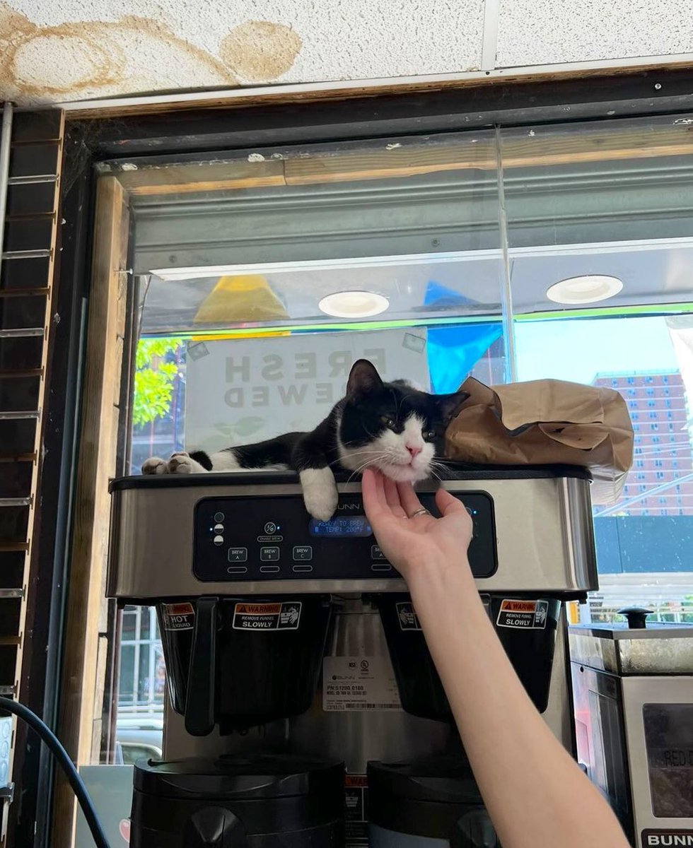Bodega Cats tweet media