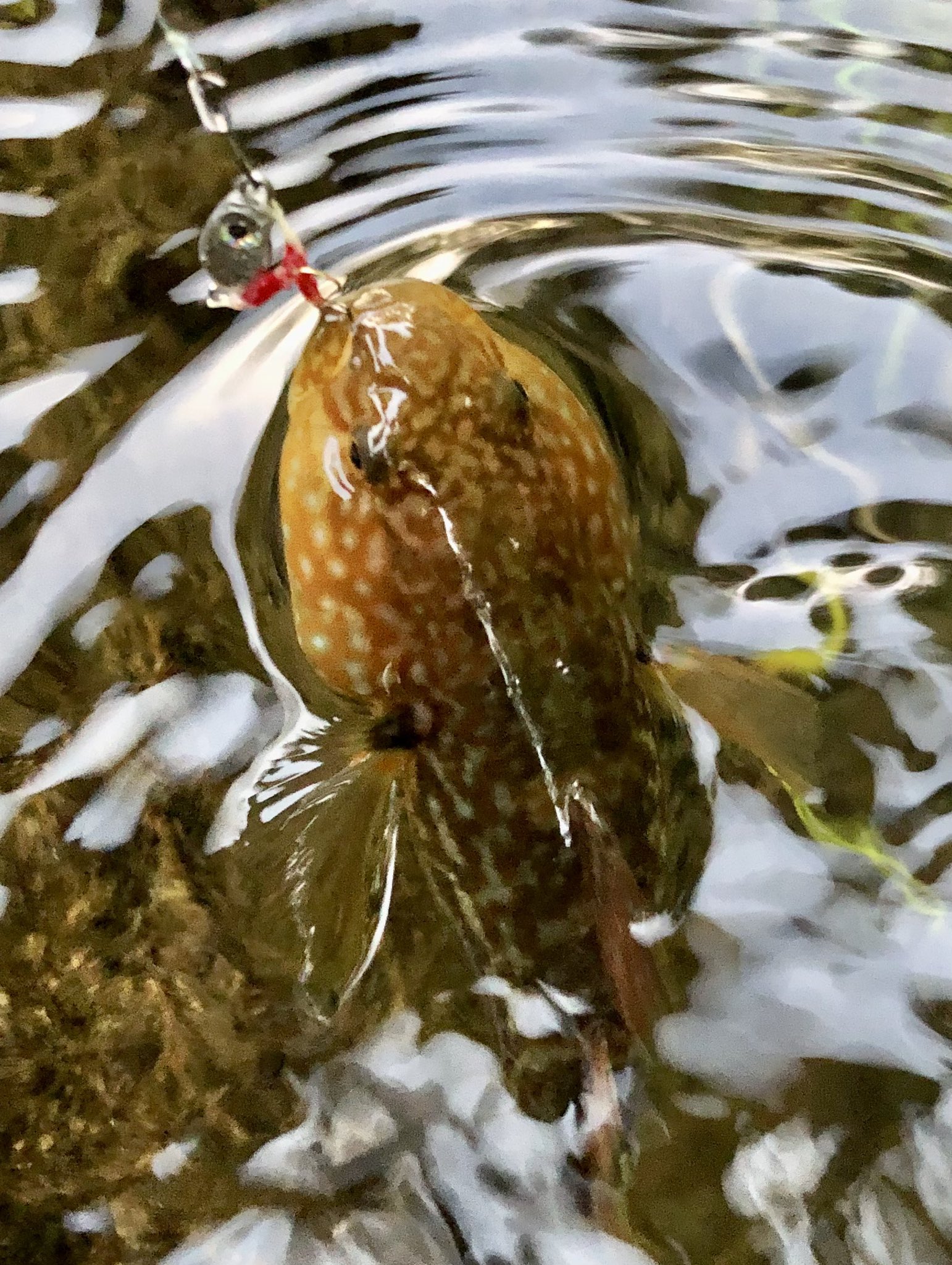 ヌマチチブ Twitter Search Twitter