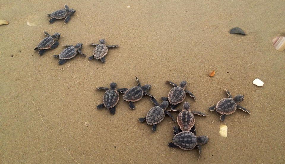 noaaocean's tweet photo. During nesting season, keep your outdoor lights off, as the hatchlings use the light of the moon to guide them back to the ocean. Artificial light can confuse them and send them in the wrong direction. https://t.co/HaCALdFSxi #OceanAndCoasts50
📷: Dawn Childs, USGS https://t.co/157eHHuCnq
