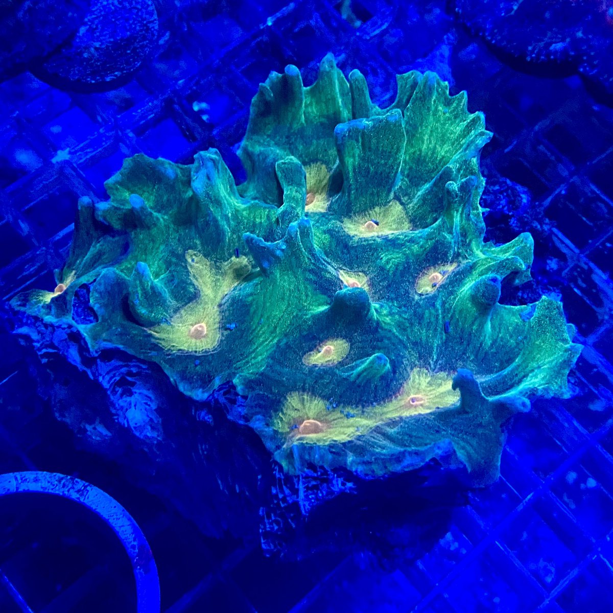 nori_blueharbor's tweet photo. ヤバタニエン😱✨
#ウミバラ は観る角度によって
色、形、模様と様々な雰囲気が楽しめます🙋♀️✨
お気に入りのポジションみつけて
ドキドキしましょ💗
#pectinia https://t.co/HAWXqcsYPW