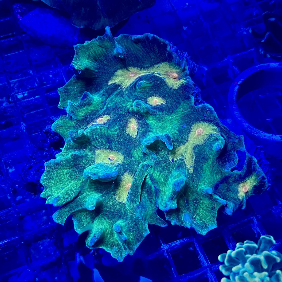 nori_blueharbor's tweet photo. ヤバタニエン😱✨
#ウミバラ は観る角度によって
色、形、模様と様々な雰囲気が楽しめます🙋♀️✨
お気に入りのポジションみつけて
ドキドキしましょ💗
#pectinia https://t.co/HAWXqcsYPW