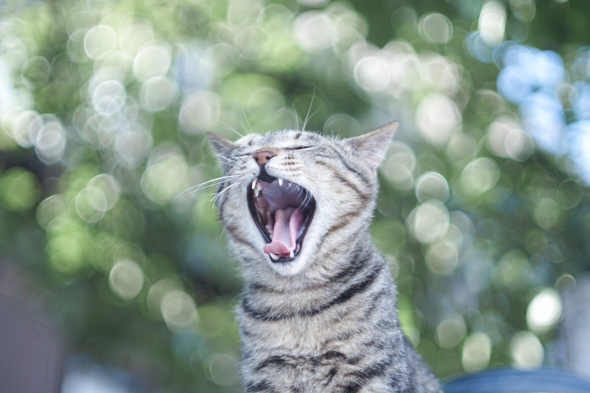 222_mrn's tweet photo. ご近所猫 https://t.co/6P2KeXN1v3
