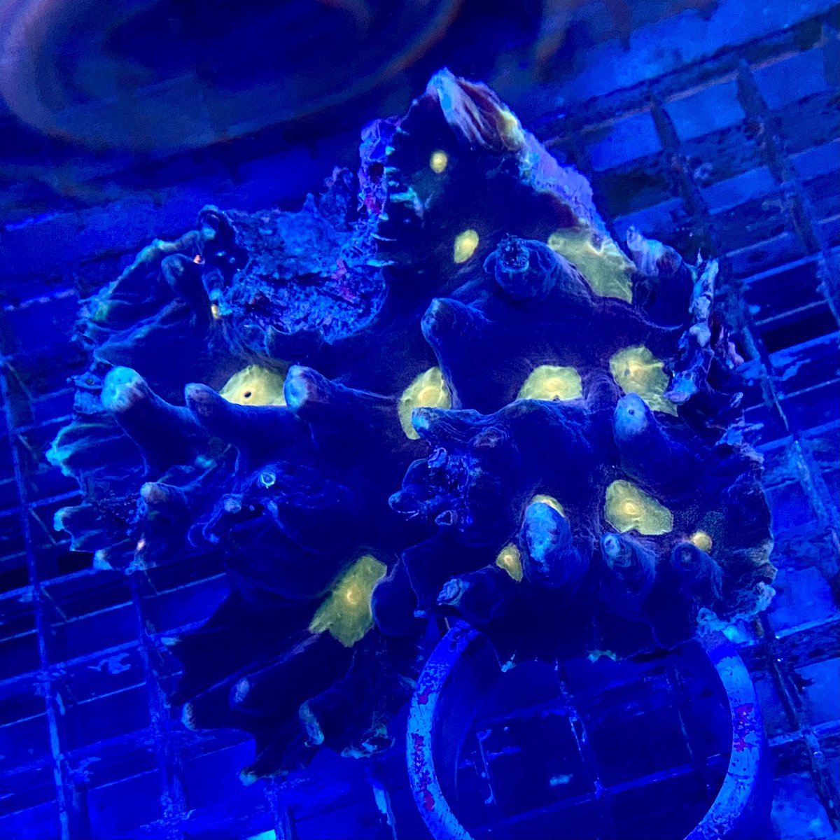 nori_blueharbor's tweet photo. ほほぅ✨
怪しげなカラー✨
#ウミバラ #pectinia https://t.co/5g3Rj9aDvA