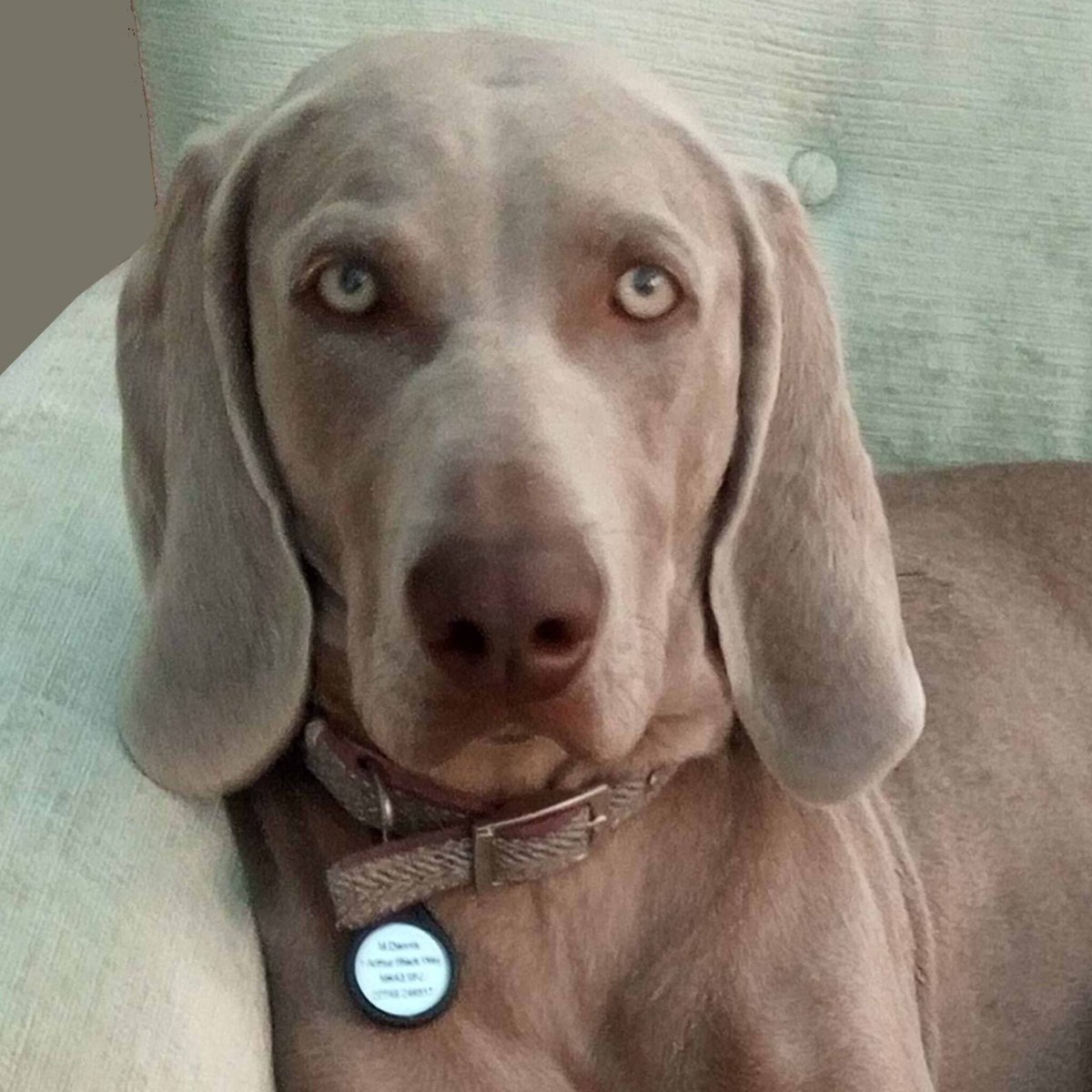 AuroraSmartTech's tweet image. June is National Microchipping Month. An all-in-one pet tag, that meets the UK legal requirements? Individually engraved with owner details, & provides alerts if scanned, these tags are designed to help recover lost pets!
Buy your pet tag today: aurorasmarttags.com