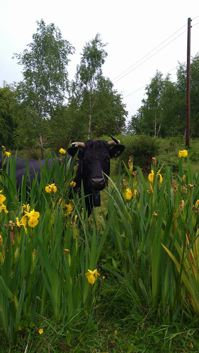 Happy Monday from Enid, one of our Dexter cattle – posing amongst the yellow irises. 

#dextercattle #wyreforest #conservationgrazing