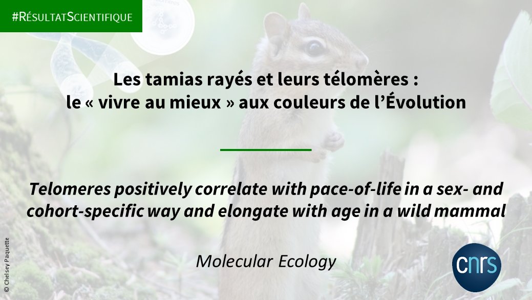 #RésultatScientifique🔎

Chez les tamias rayés 🐿️ le processus de vieillissement cellulaire défie les connaissances acquises jusqu'ici : contrairement aux autres espèces étudiées, leurs télomères s’allongent avec l’âge. 🧬

➡️ inee.cnrs.fr/fr/cnrsinfo/le…
📕doi.org/10.1111/mec.16…