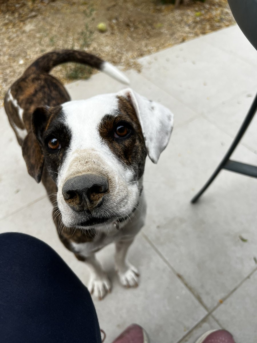 Always wondered why my dog got her nose so dirty. Now I know. She digs the ground with her nose, not her paws 🤦🏻‍♀️