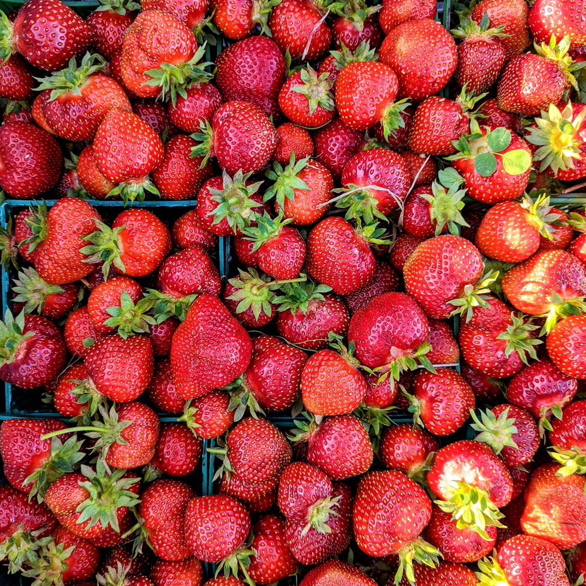 Strawberry supply is ramping up!
Open at 9am today.