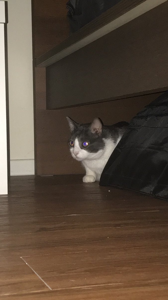 JakeJohnATX's tweet photo. Day 49 of posting pictures of my cat until I find him and bring him home #austinlostandfoundpets #atx #help #lostcatsoftexas #lostcatstexas #lostpet #missing #arboretum #Austin #findhumphrey https://t.co/Yn7zEikdb5