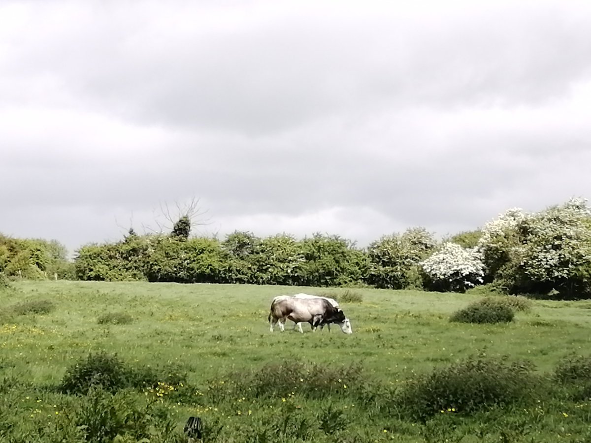 Print Van Go tweet media