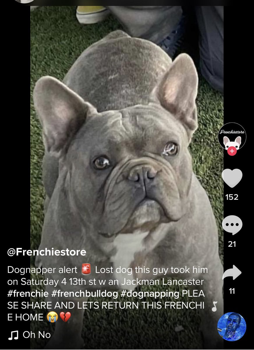 MissingFrenchie's tweet image. PLEASE RETWEET!!!!!

LANCASTER CALIFORNIA ~ STOLEN BLUE BRINDLE FRENCHIE 

TWITTER DO YOUR THING!!

LET’S GET THIS GUY!!!!!!

#frenchbulldog #stolenFrenchie
#lostdog
#Lancaster #frenchietwitter #stolenFrenchBulldog