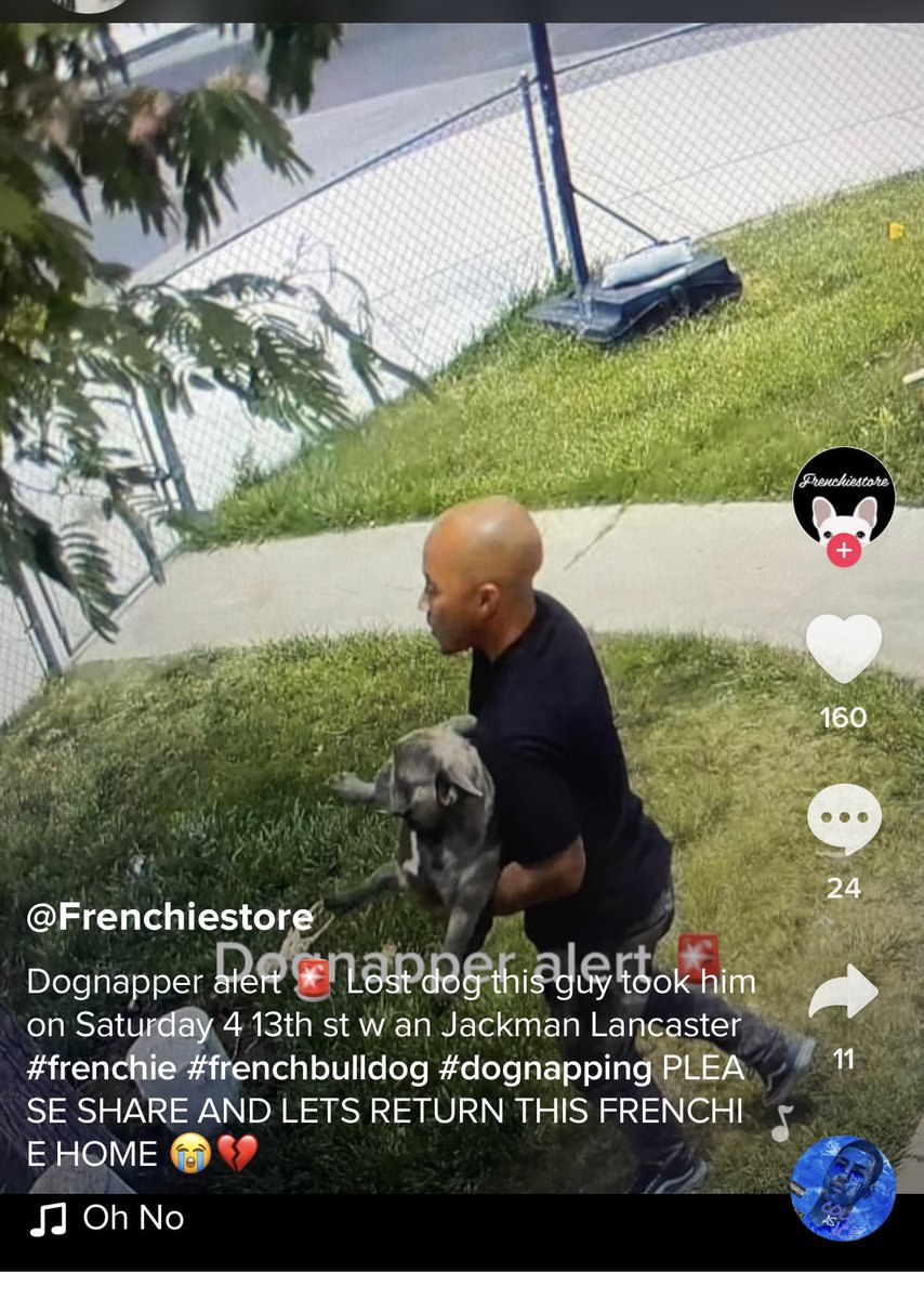 MissingFrenchie's tweet image. PLEASE RETWEET!!!!!

LANCASTER CALIFORNIA ~ STOLEN BLUE BRINDLE FRENCHIE 

TWITTER DO YOUR THING!!

LET’S GET THIS GUY!!!!!!

#frenchbulldog #stolenFrenchie
#lostdog
#Lancaster #frenchietwitter #stolenFrenchBulldog