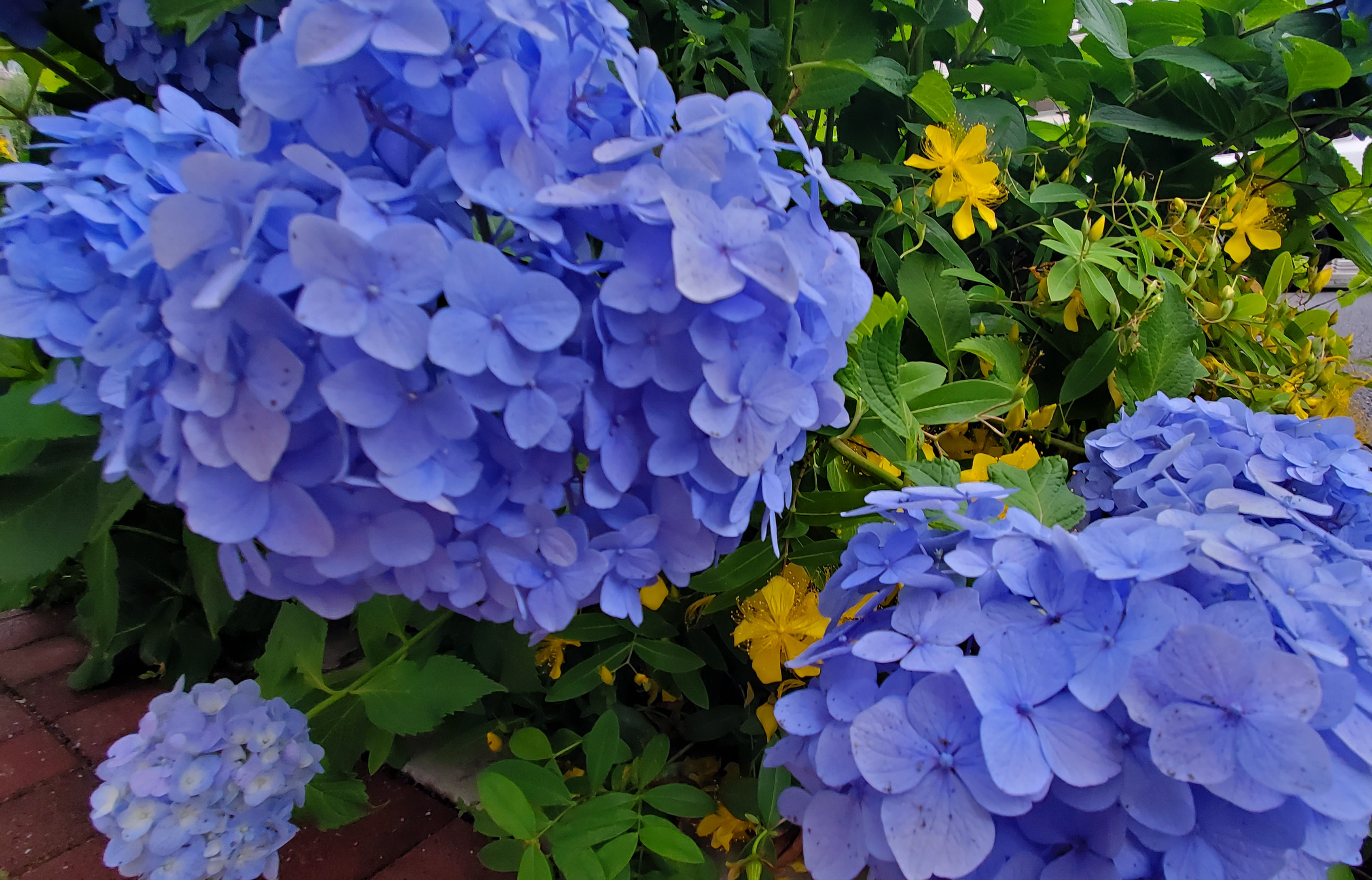 تويتر 子安光樹 على تويتر 話は変わりますが 以前通った道端の紫陽花 アジサイ がとても綺麗だったので写真を撮ってみました 紫陽花 は土壌によって色が変わるらしいのですが 僕にとってはこの色が馴染み深いです 青寄りの紫 T Co Synp8lbfx0