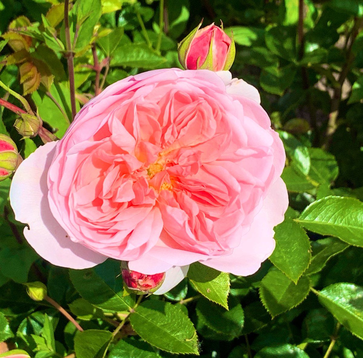 I heard this today and it uplifted me : A special,meaningful relationships are when you are faced with issues and challenges in life and you don’t blame each other, or put each other down . You focus on solving the issues itself and help each other go through it . #relationships