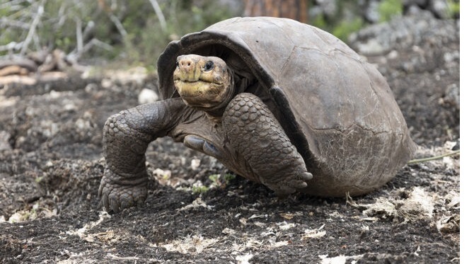 Fernanda, la tortuga 'fantástica' de Galápagos confirmada como superviviente de la extinción 
     ift.tt/60Aa7w3