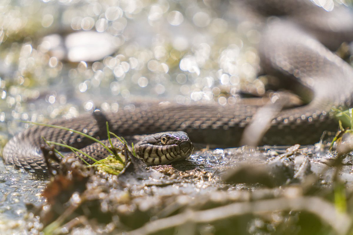 danjosephfield's tweet photo. Here's a pic 📸 of this danger noodle 🐍we found this weekend at the Hanover Pond Trail Cleanup &amp; Walk. Thanks to everyone who came to help! https://t.co/jGJlMyjb4O