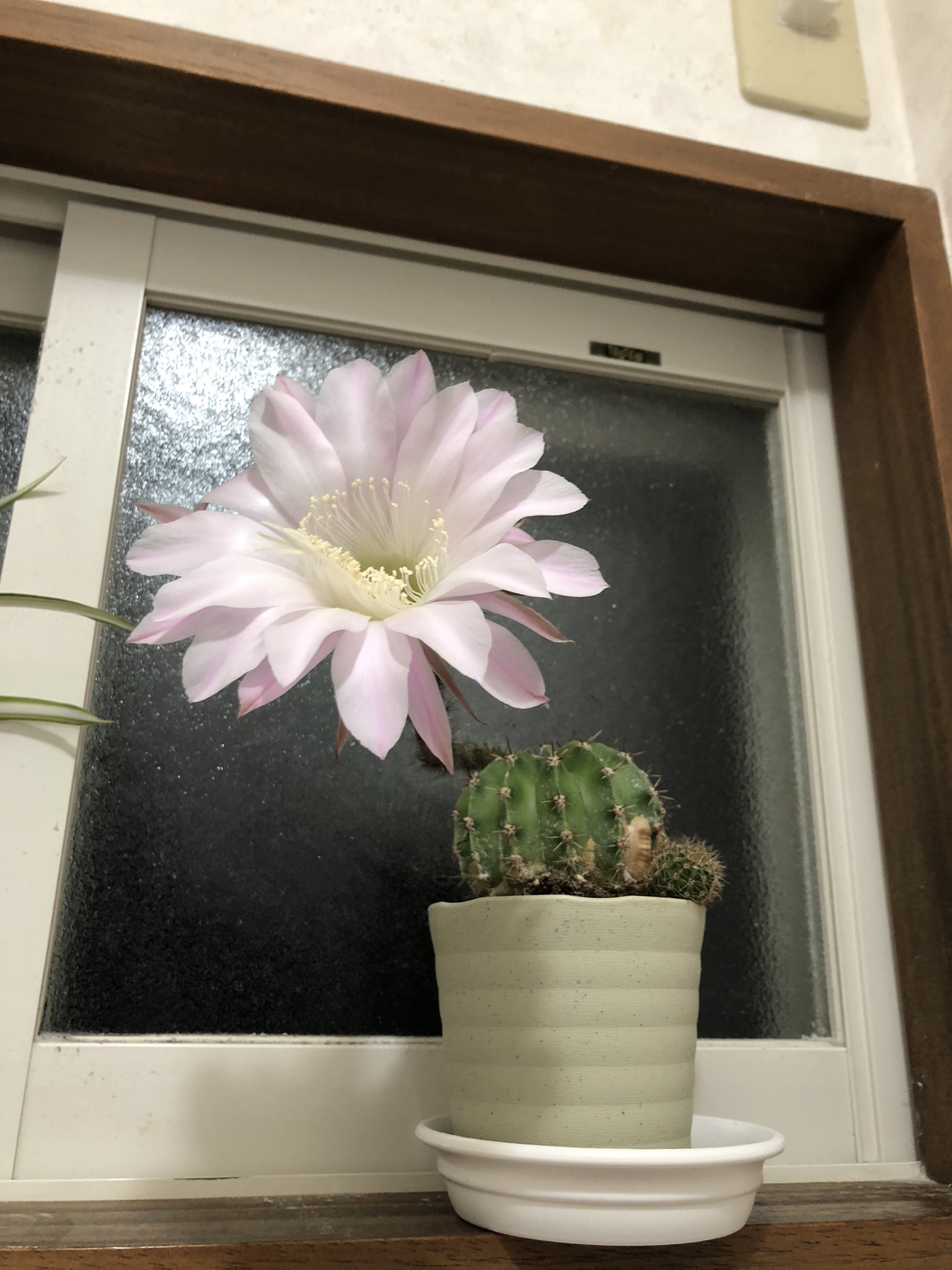 تويتر 109 على تويتر Pm10 00開いた サボテン 花盛丸 カセイマル T Co Hscmypj8qe تويتر 109 على تويتر Pm10 00開いた サボテン 花盛丸 カセイマル T Co Hscmypj8qe