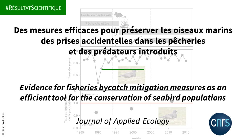 #RésultatsScientifiques 🔎

Une récente étude montre que la mise en place de mesures de mitigation des captures accidentelles dans les pêcheries a permis de stopper le déclin d’une population de pétrels de l’océan Austral. 🎣🐦

➡️inee.cnrs.fr/fr/cnrsinfo/de…
📕doi.org/10.1111/1365-2…
