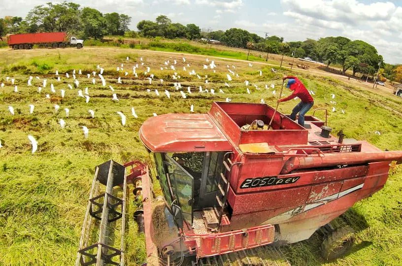 josemvasquez's tweet photo. ¡Producir y producir! Esa ha sido nuestra meta. En medio de las complejidades, este año logramos récord de producción y nuestro estado volvió a ser N° 1 en rubros importantes como el arroz. Mi reconocimiento a los trabajadores que bregan sin descanso por la Venezuela próspera. https://t.co/HSh0SwNoFE