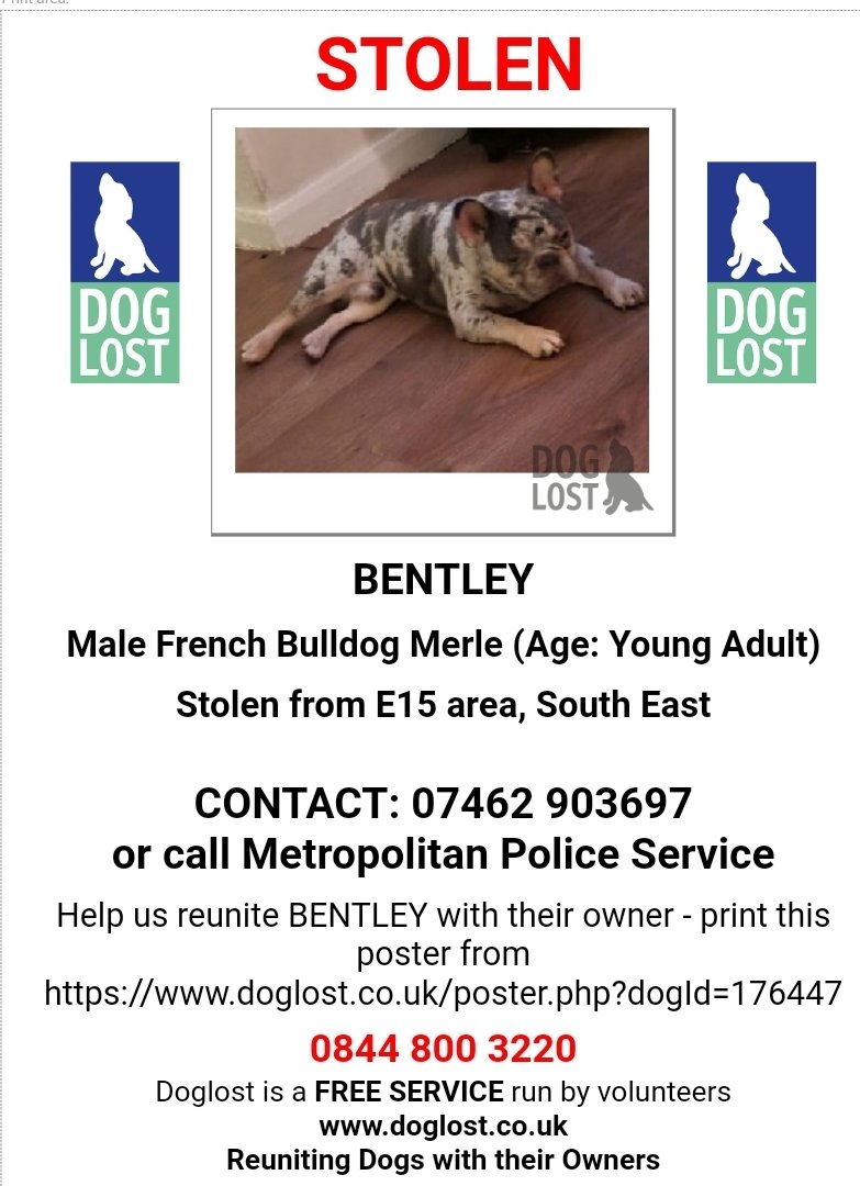 🐕 #MissingDog BENTLEY #STOLEN in Burglary on Friday 3 June 2022 from home in #Newham, #London #E15 
He is a Merle #Frenchbulldog who is chipped and was wearing a Black Collar with Dog Paw pattern.
Please RT make Bentley #TOOHOTTOHANDLE 
doglost.co.uk/dog-blog.php?d…