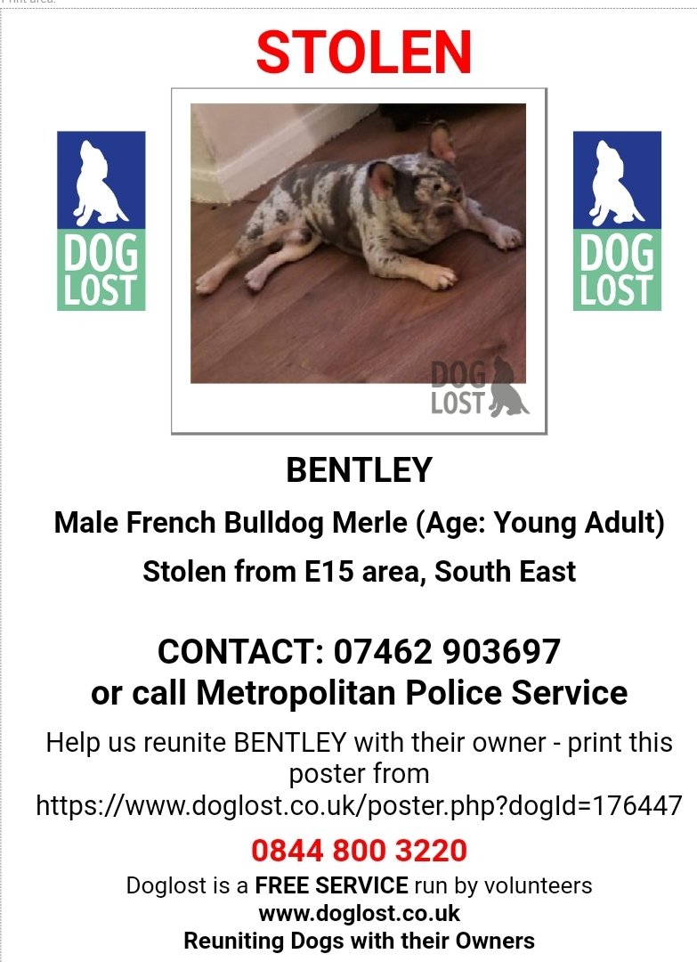 🐕 #MissingDog BENTLEY #STOLEN in Burglary on Friday 3 June 2022 from home in #Newham, #London #E15 He is a Merle #Frenchbulldog who is chipped and was wearing a Black Collar with Dog Paw pattern. Please RT make Bentley #TOOHOTTOHANDLE doglost.co.uk/dog-blog.php?d…