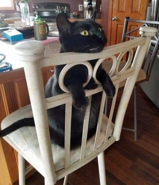 Just a little guy with his little legs 🥺🖤

#CatsOfTwitter #cat #blackcat