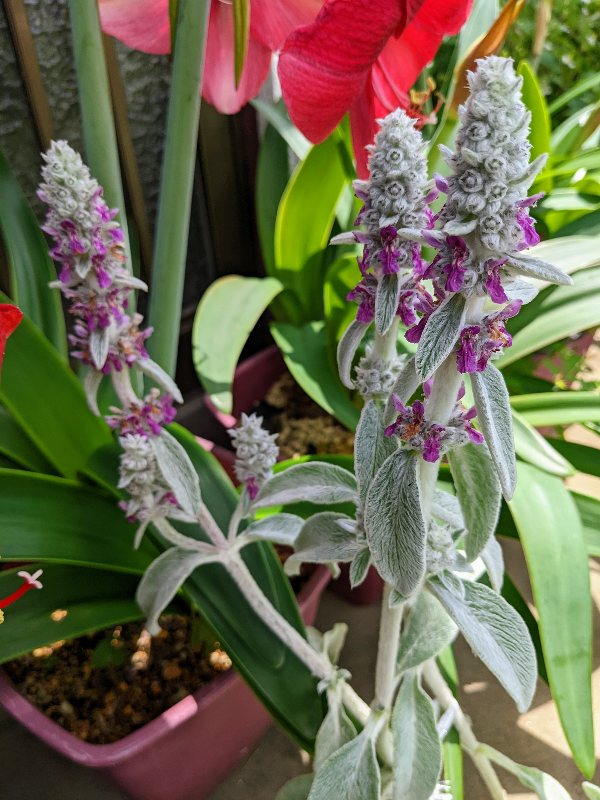 Hitoshi Nakamura 中村 仁 我が家のラムズイヤーの花です 花 ラムズイヤー Flowers Flower T Co Yqnar9zdni Twitter Hitoshi Nakamura 中村 仁 我が家のラムズイヤーの花です 花 ラムズイヤー Flowers Flower T Co Yqnar9zdni Twitter