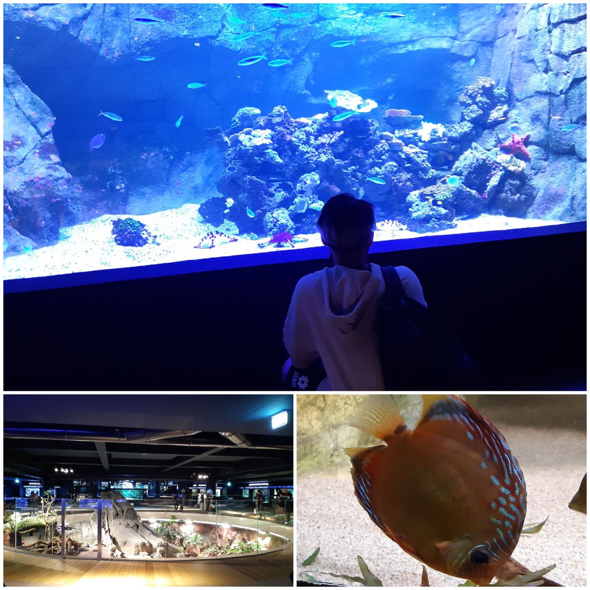 LemonnierParis's tweet photo. Les élèves de #1STL de @LemonnierParis ont visité l’aquarium tropical de @PPDoree dans le cadre du projet @Sciences_Ecole. Dernier jour de classe convivial avant les épreuves du bac ! Courage à eux, il sera bientôt temps de buller avant la rentrée en #TSTL. https://t.co/uLIWrwQMQV