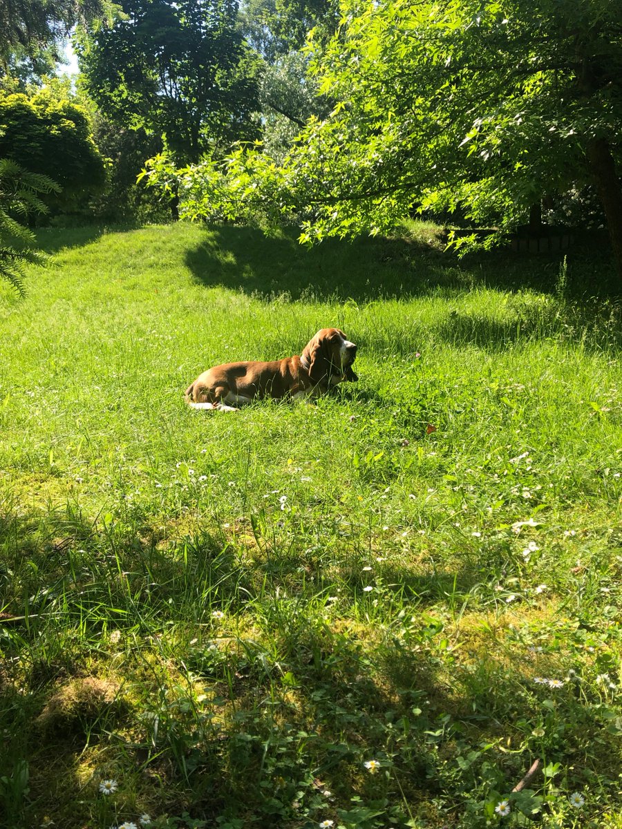 Serdecznie pozdrawiamy Wszystkich w nowym tygodniu 👋🐕.... zdjęciem z wczorajszego pięknego dnia, bo dzisiaj jest parnie, pochmurnie i leje .... ⛈️
