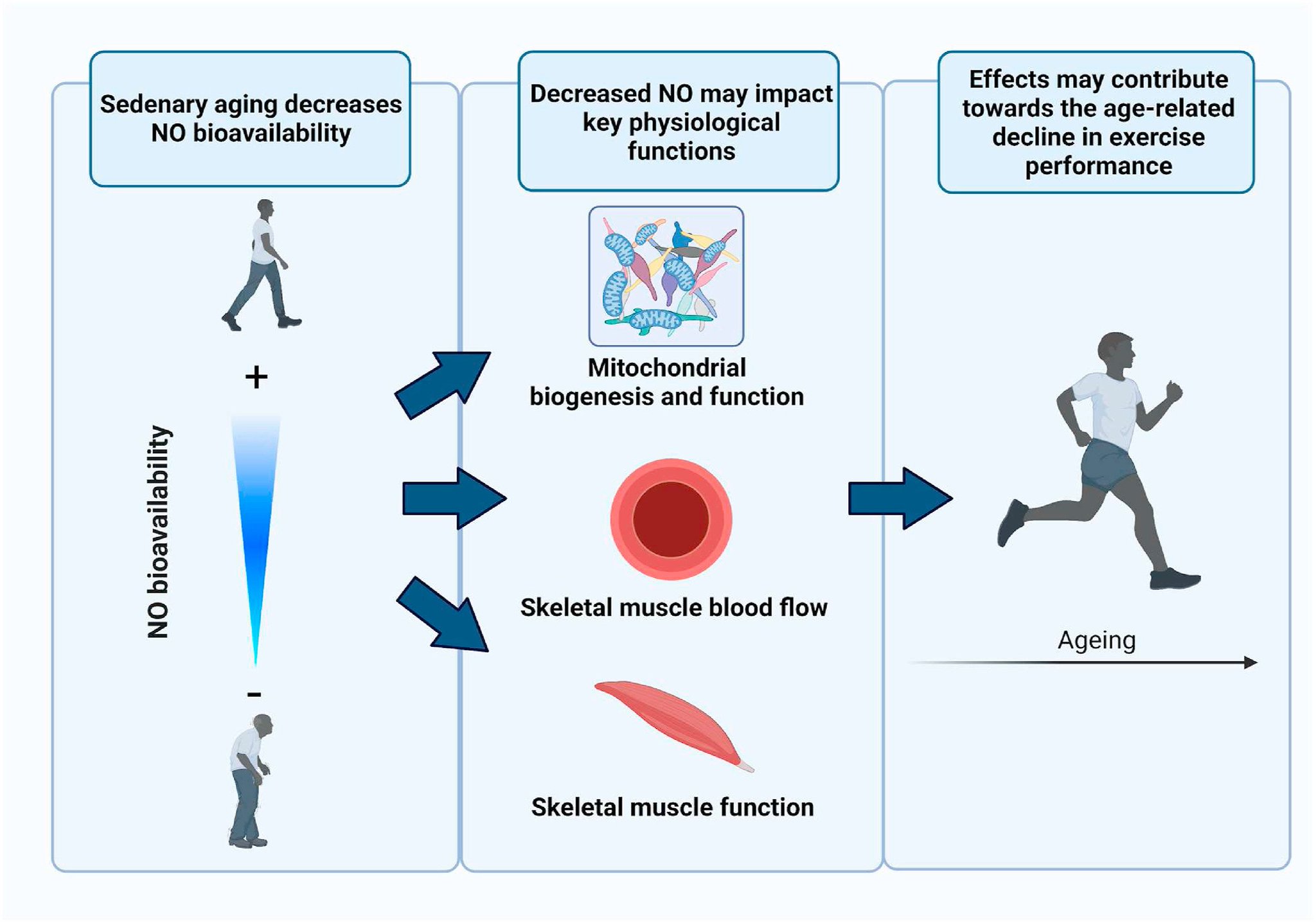 Physio Meets Science on Twitter "Nitric oxide, aging and aerobic