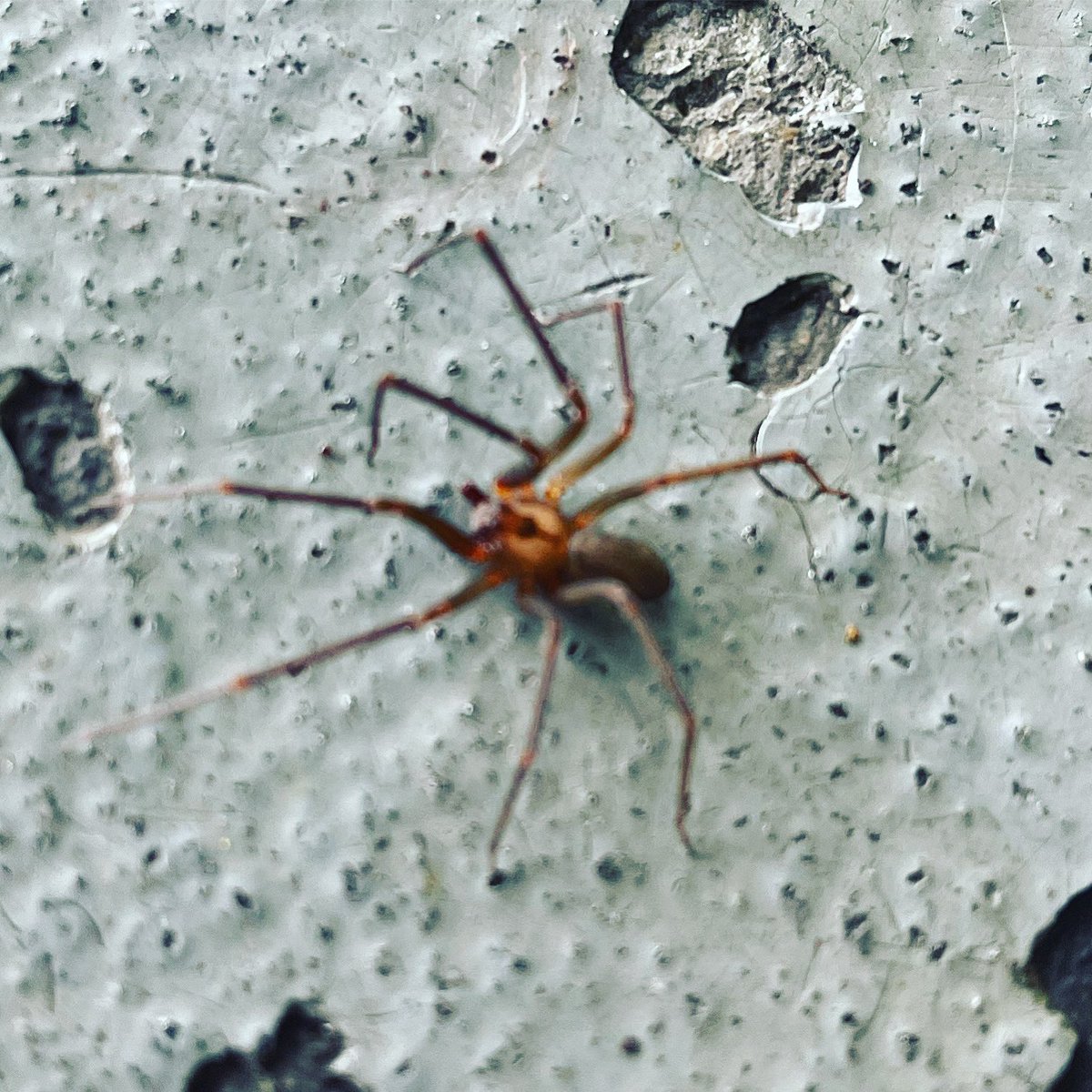 When you’re under a car and this falls on your arm. Fu.. No! #Recluse #NotAfraidOfSpiders #ButNo