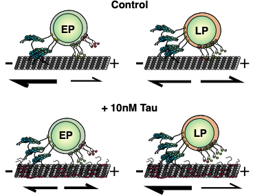 Sharing our new preprint! Here, Daniel Beaudet shows that the numbers and types of motors associated with phagosomes changes with maturation, dictating their motility and response to tau.