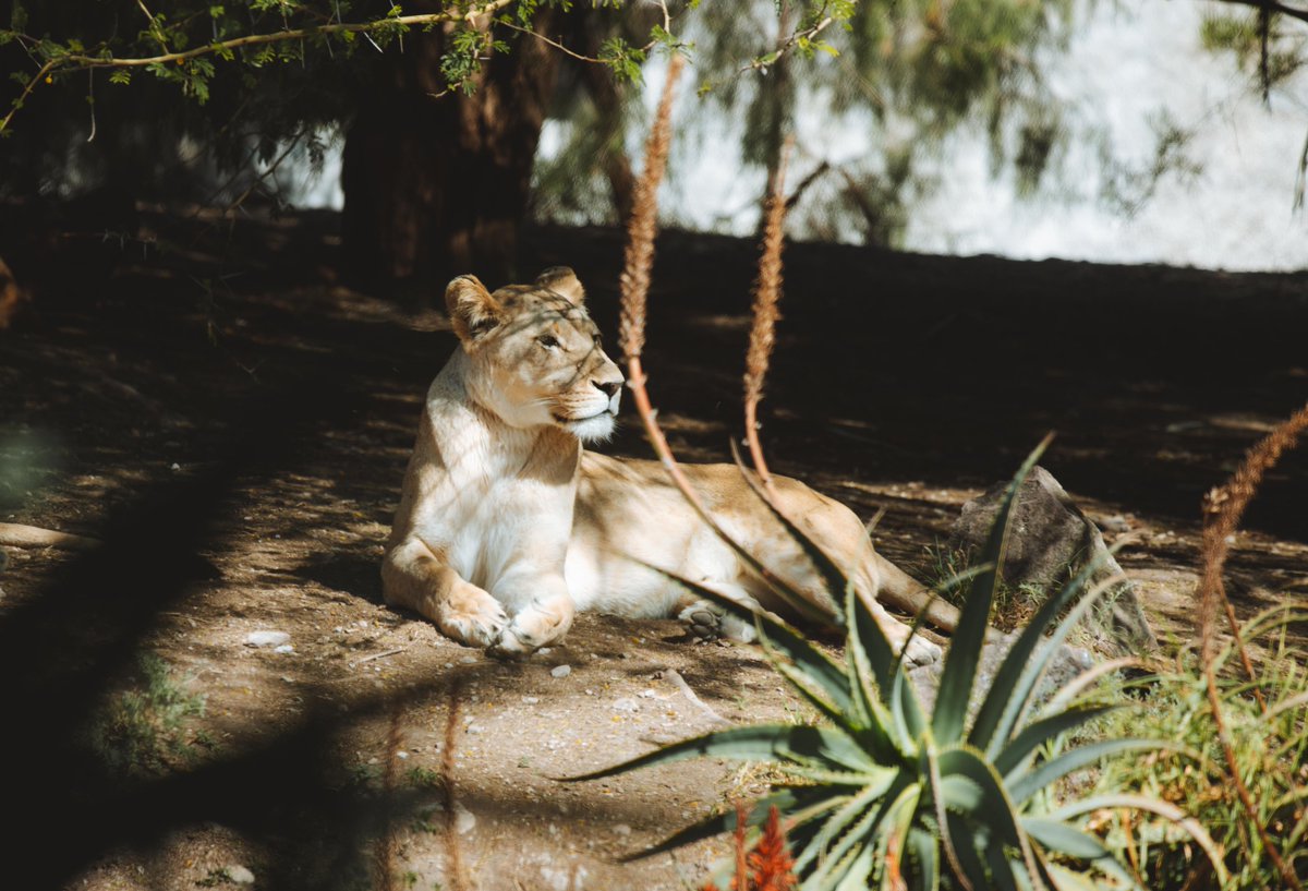 wegotaccent's tweet photo. Run is not an option.
Gorgeous and so magnanimous that is scary they look so cute.
#africamsafari
#wegotaccent
#animals
#zoo
#lioness
#gorgeous https://t.co/LFKIE85K3n