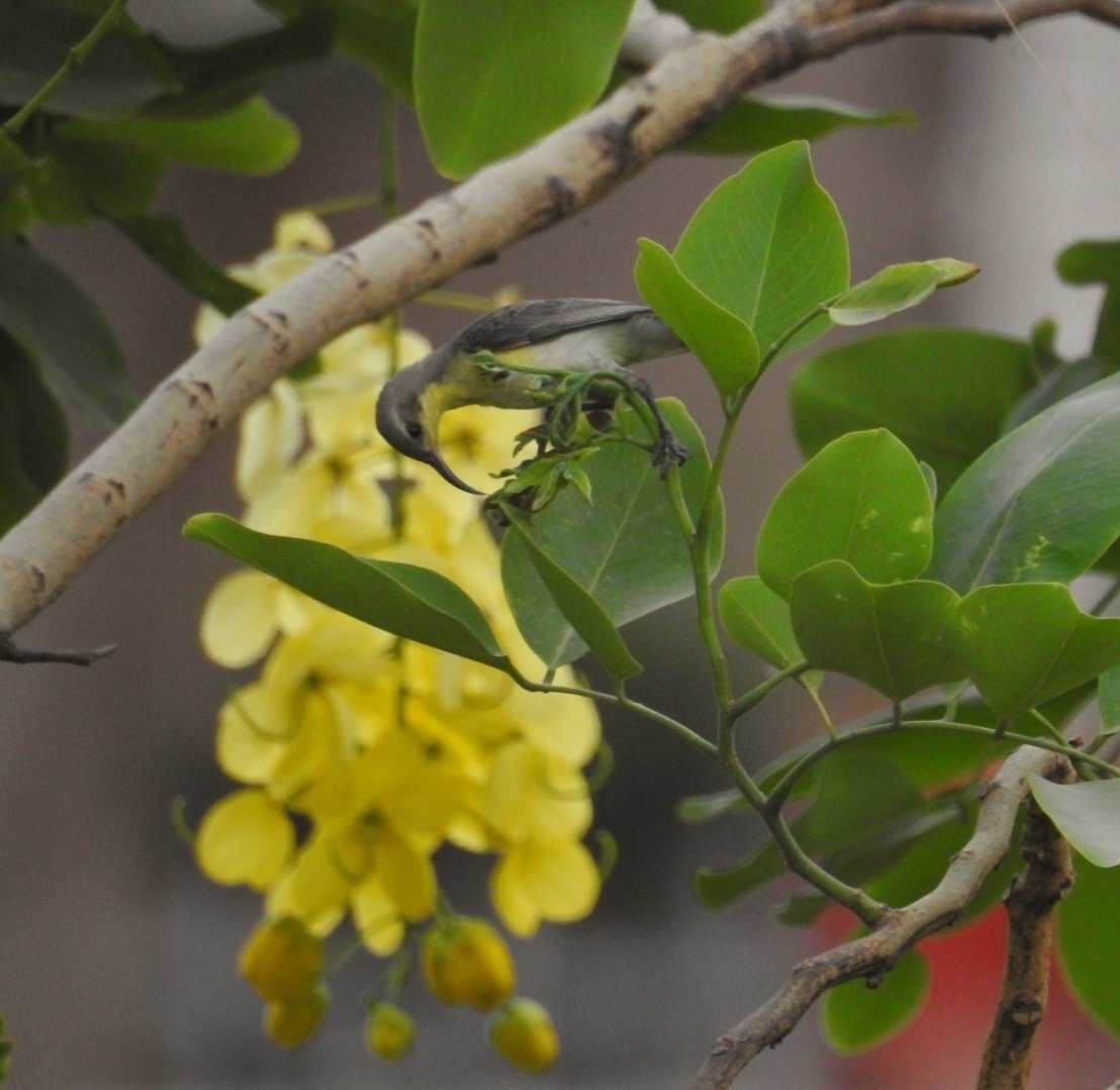 This lovely, lively girl!

Female Purple Sunbird on cascades of Amaltas. The flowers seem to cast their own light on her. And her front has hints of the same sunshine yellow 🌞

  #indiaves #WildlifeOfDelhi