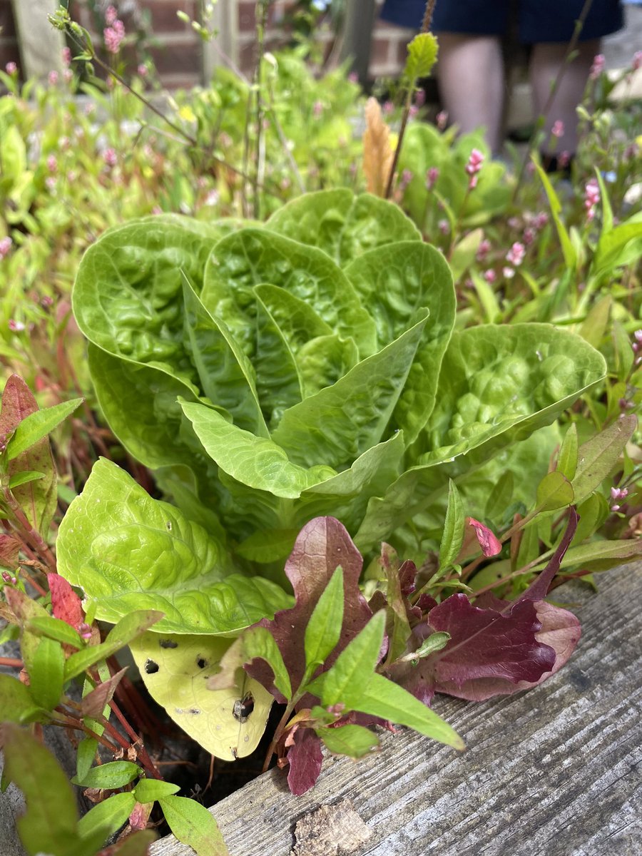 Monnow Primary School tweet media