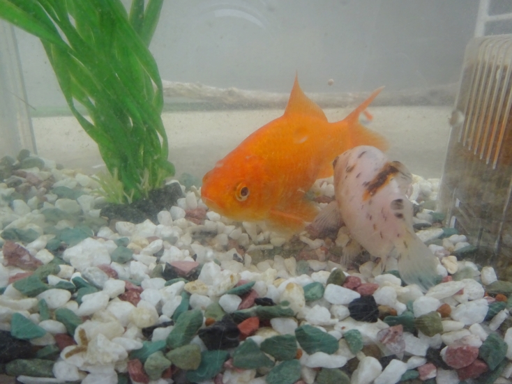 カラオケ評論家 唯野奈津実 我が家の金魚 愛称 きんこ の水槽を掃除しました 1時間超の重労働 の結果 きれいになって 心なしか嬉しそうに泳いでいます 2年ぐらい前に金魚 すくいでもらってきたのですが 毎日元気にエサをぱくぱく食べる姿に カラオケ評論家 唯野奈津実 我が家の金魚 愛称 きんこ の水槽を掃除しました 1時間超の重労働 の結果 きれいになって 心なしか嬉しそうに泳いでいます 2年ぐらい前に金魚 すくいでもらってきたのですが 毎日元気にエサをぱくぱく食べる姿に