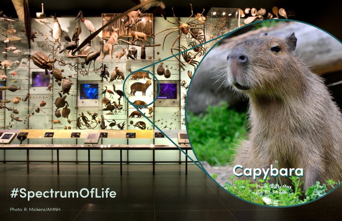 CBC_AMNH's tweet photo. Next in our #SpectrumOfLife exploration is the capybara! These semi-aquatic rodents are found throughout most of northern &amp; central South America. #DYK? Capybaras are autocoprophagous! https://t.co/fdwEZHHHwo