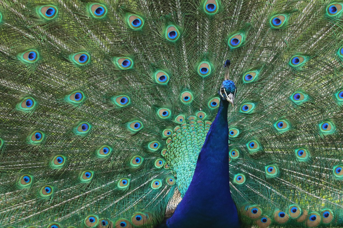 hIokksnkeuernts's tweet photo. Keine heimische Vogelart, aber einen #Pfau in all seiner Pracht wollte ich euch nicht vorenthalten. Der Blaue Pfau (Pavo cristatus) nutzt seine Federn mit den augenähnlichen Färbungen zur Abschreckung von Feinden.
#Fasanenartige #Phasianidae #birds #vögel #twitterbirds #natur https://t.co/wwquxJow9y