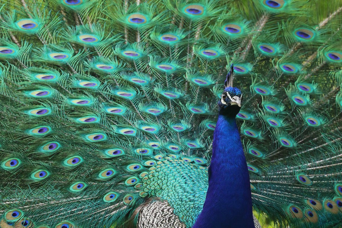 hIokksnkeuernts's tweet photo. Keine heimische Vogelart, aber einen #Pfau in all seiner Pracht wollte ich euch nicht vorenthalten. Der Blaue Pfau (Pavo cristatus) nutzt seine Federn mit den augenähnlichen Färbungen zur Abschreckung von Feinden.
#Fasanenartige #Phasianidae #birds #vögel #twitterbirds #natur https://t.co/wwquxJow9y