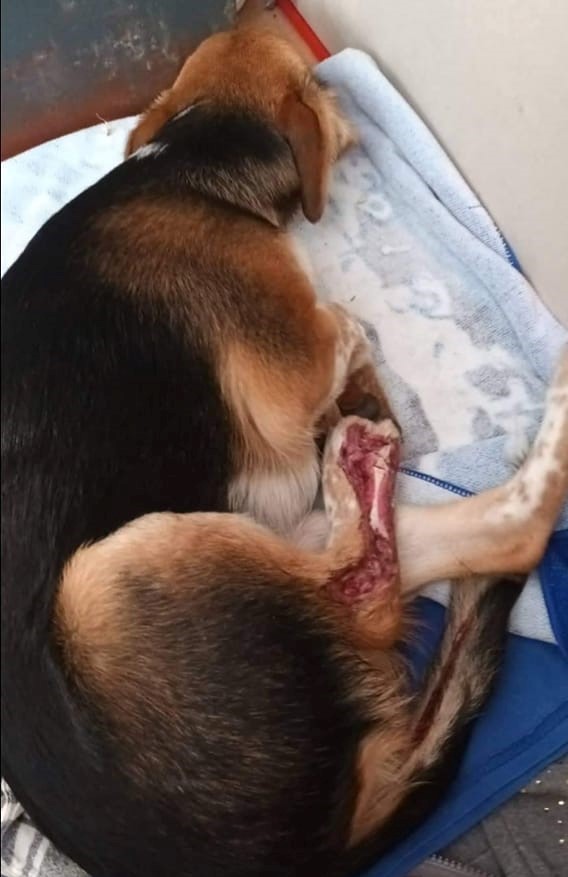 eltuitdemarsh's tweet photo. Se necesita URGENTE reunir $40.000 para tomar una radiografía a esta perrita. Si puedes ayudar, llama a 
Margarita al +56957808100. Esto es en La pintana. Favor RT! https://t.co/eJkSQKpNBL
