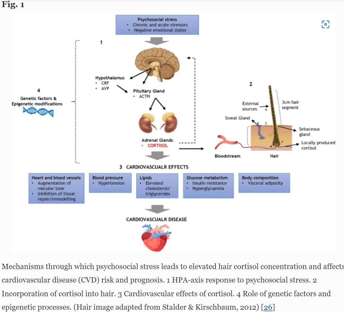 "Covid stress" 1/n

As a clinician, this is my shorthand for
-won't leave house bc afraid of covid
-...
