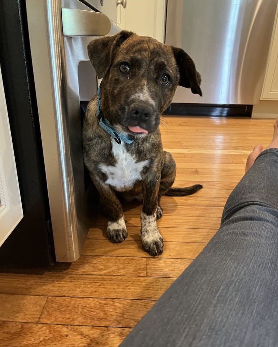 TLBDRescueGroup's tweet photo. Meet Tink! Tink is looking for her perfect match. Think it might be you? Apply to adopt ➡️ https://t.co/jNADCaLM6w

#matchmakermonday #AdoptDontShop https://t.co/yBzAhlxRcZ