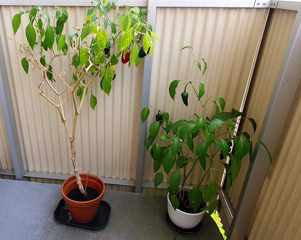 Caltex_98's tweet photo. Dags att låta min #peppar komma ut i friska luften. Skörden har börjat! / About time my #chilipepper plants gets a little fresh air. The harvest has begun! https://t.co/60uqmGhkGy