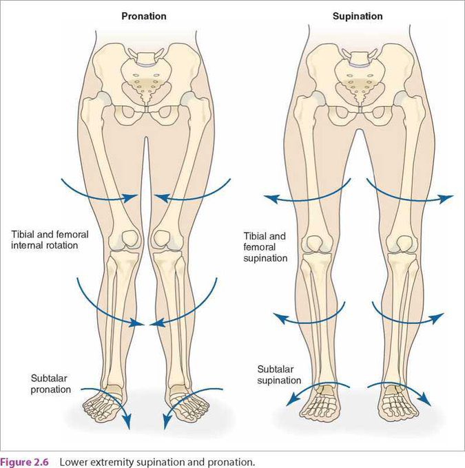external-rotation-of-foot