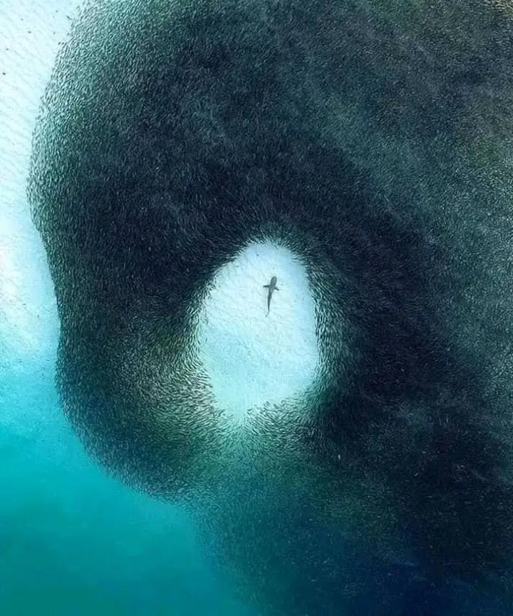 عـنـدمـا تـكـون مـفـتـرسـا سـيـحـتـرمونـك مـهـمـا كـان عـددهـم..