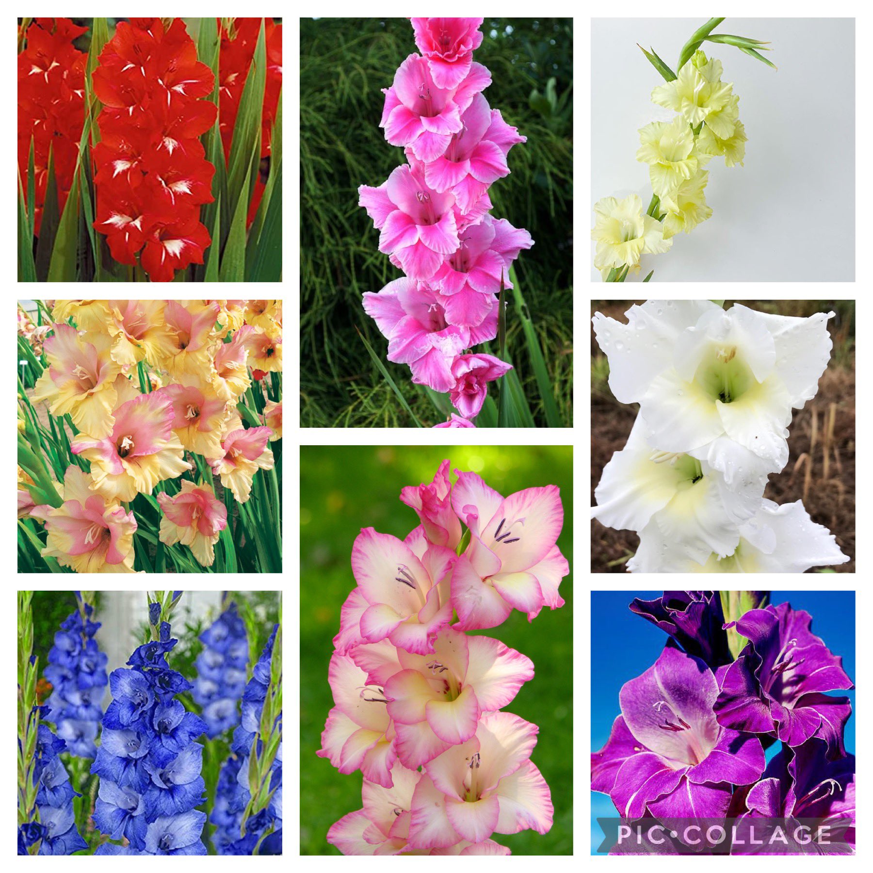 ヒロミ 6月14日の誕生花 グラジオラス 和名 花言葉 思い出 忘却 勝利 全般 情熱的な恋 紫色 満足 ひたむきな愛 ピンク色 できない約束はしないことだな 相田みつを おはようございます 今日も一日よろしくお願い