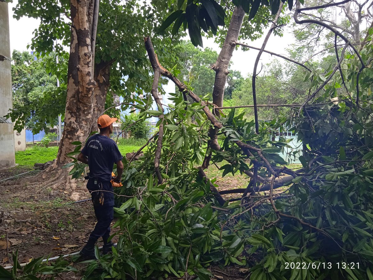 #13Jun <a href="/pcmbi/">pcmbi</a> Tala de Árbol Caido (Rama) de Especie Espina de Pescado en la Parte Interna del Bloque 14 UD 16 de Caña de Azúcar #MBI <a href="/BrullerbyPSUV/">Brullerby Suárez</a> 

<a href="/Soykarinacarpio/">Karina Carpio</a> <a href="/droopy171/">Alexander Sanchez</a> <a href="/PCivil_Ve/">Protección Civil</a> <a href="/efrenochoa/">efren ochoa</a> <a href="/PC1Gutierrez/">PC.GUTIERREZ</a> <a href="/cperezampueda/">cperezampueda</a> <a href="/DulceyParadaM/">G/D Marlon Dulcey Parada</a> <a href="/PcRedancentral/">PC REDAN CENTRAL</a>  <a href="/VGRPC_/">VGRPC</a>
