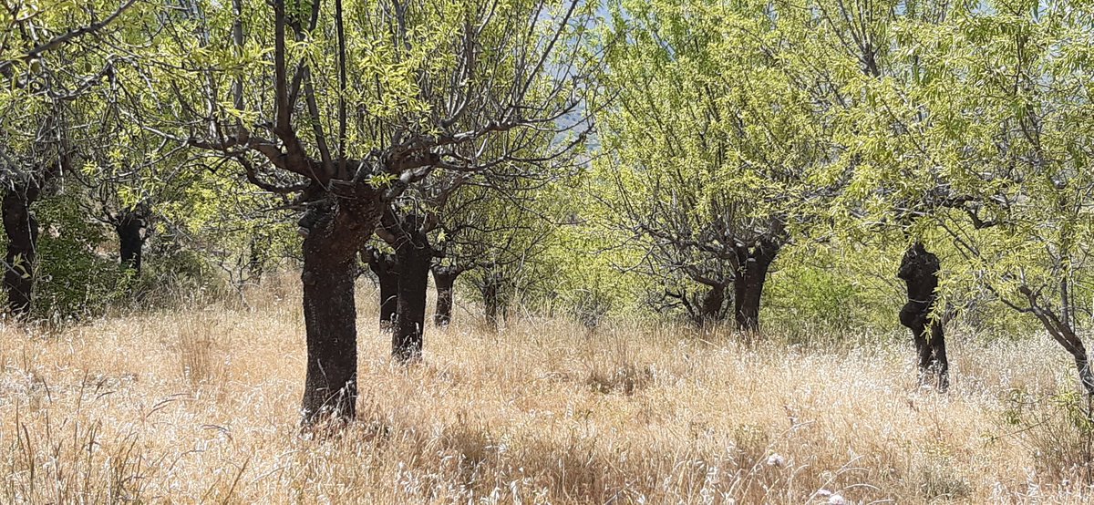 #AlmendroS
 #Aragón en el  Sistema Ibérico Zaragozano: Secano con Pendiente pronunciada, las condiciones No son las mejores pero Si  necesitamos que se   cultiven!!! para crear riqueza, para incrementar   #biodiversidad,
+para prevenir #incendios  
 Hay que apoyarlas!!