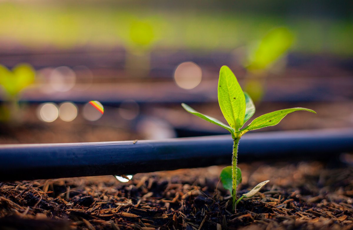 RMI Wine&FoodScience (@ucd_rmi) on Twitter photo New event! Savor: Sustaining Small Farms on 6/29, 5pm PST with <a href="/kitchtabladv/">KitchenTableAdvisors</a> <a href="/FullBellyFarm/">Full Belly Farm</a> <a href="/ucanr/">Ag&Natural Resources</a>. Free, virtual rmi.ucdavis.edu/events/savor-s… New event! Savor: Sustaining Small Farms on 6/29, 5pm PST with <a href="/kitchtabladv/">KitchenTableAdvisors</a> <a href="/FullBellyFarm/">Full Belly Farm</a> <a href="/ucanr/">Ag&Natural Resources</a>. Free, virtual rmi.ucdavis.edu/events/savor-s…